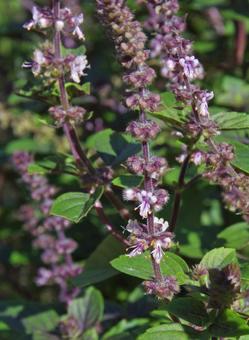 アフリカン・ブルー･バジル アフリカン,ブルー,バジルの写真素材