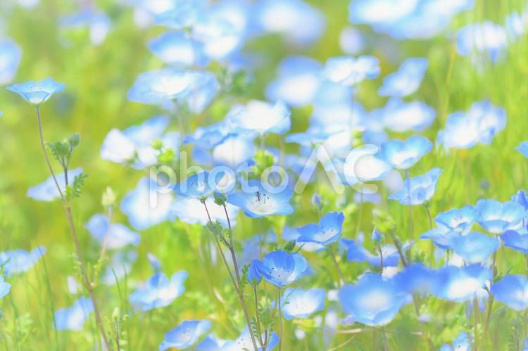 植物　花　ネモフィラ 植物,花,ネモフィラの写真素材