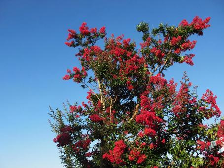 百日紅の花 百日紅の花 百日紅,花,樹木の写真素材