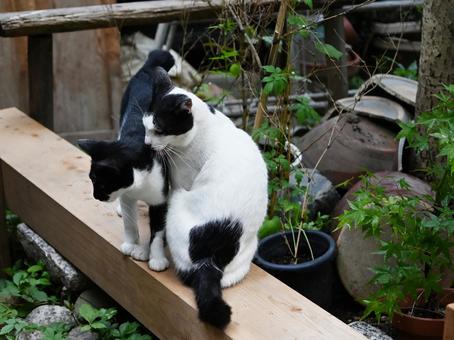 京都浄瑠璃寺のにゃんこ 京都浄瑠璃寺のにゃんこ ねこ,動物,のらねこの写真素材
