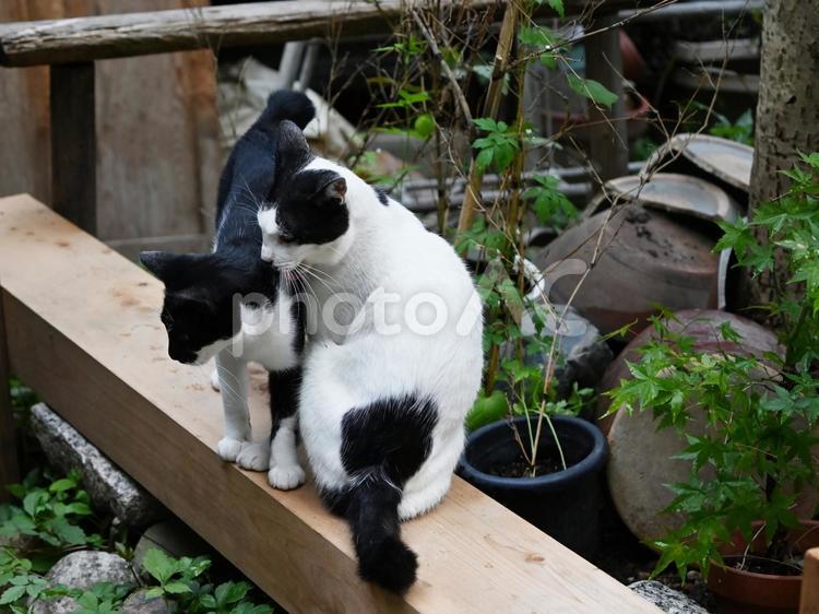 京都浄瑠璃寺のにゃんこ のらねこ,屋外,座るの写真素材