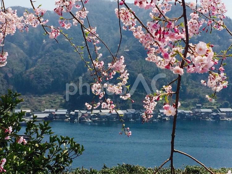 伊根町の桜 花,木,チェリーの写真素材