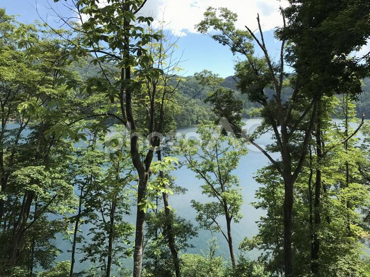 野尻湖 野尻湖,湖,木の写真素材