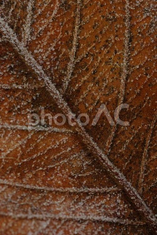 凍てついた枯れ葉 枯れ葉,冬,霜の写真素材