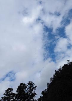 空と木々の写真