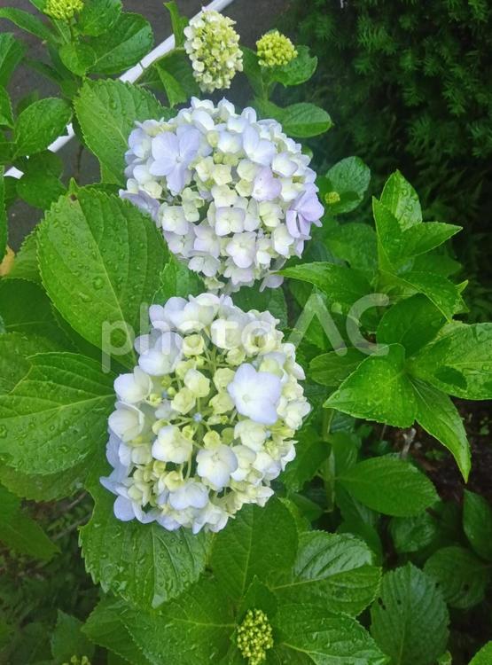 雨のやむころ 雨上がり,紫陽花,青い花の写真素材