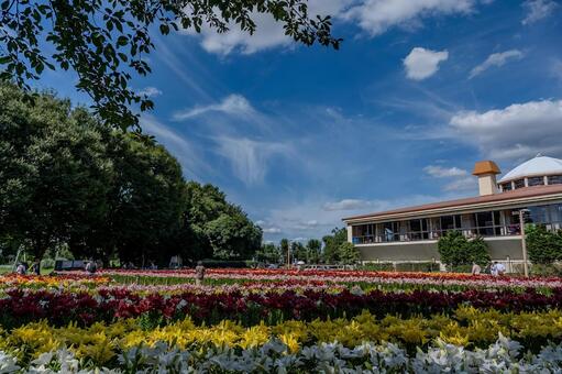 ユリ 百合,ユリ,花の写真素材