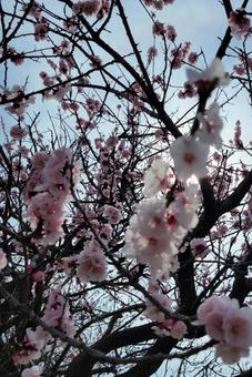 桜 桜の写真