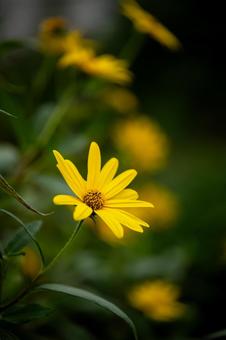 キクイモ キクイモ,花,黄色の写真素材