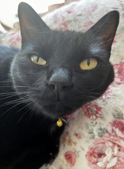 黒猫 黒猫の写真