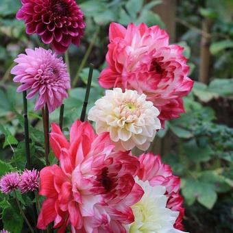ダリアの花 ダリア,秋の花,植物の写真素材