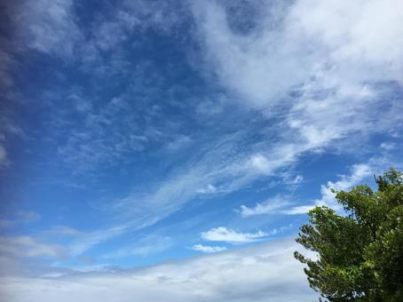 空と木 空と木の写真