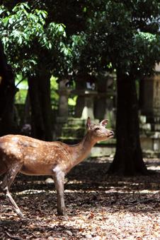 奈良公園シカ 奈良公園シカの写真