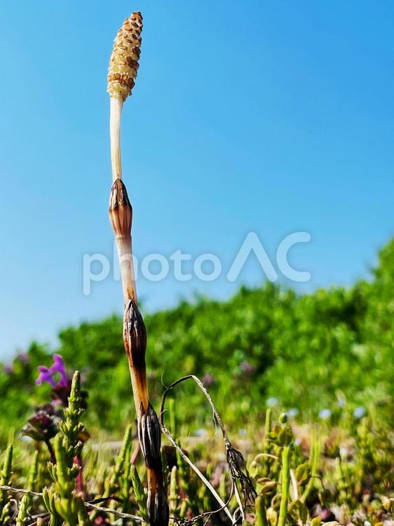 つくしと青空２ つくし,青空,春の写真素材