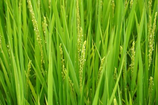 稲の出穂と稲の花03 稲の出穂と稲の花03の写真