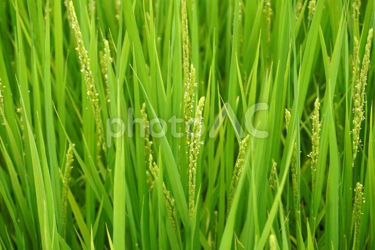稲の出穂と稲の花03 稲,稲穂,田んぼの写真素材