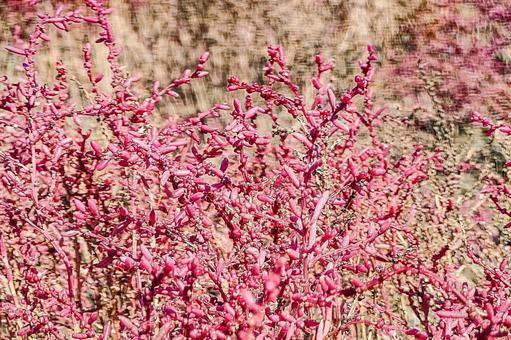 シチメンソウ　クローズアップ 紅葉,海岸,シチメンソウの写真素材