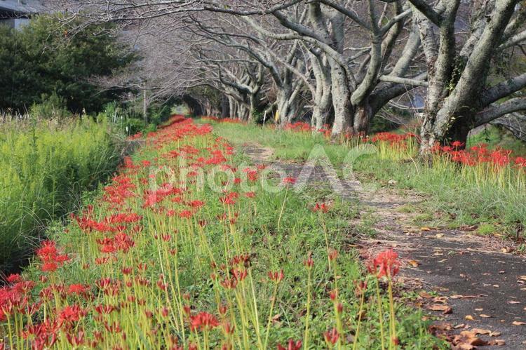 桜並木の彼岸花 彼岸花,桜並木,並木道の写真素材