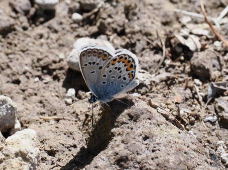 Photo, silver-studded blue, butterfly, insect, 