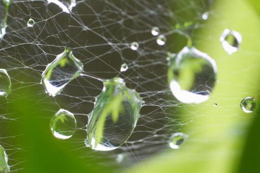Spider web and water drops, JPG