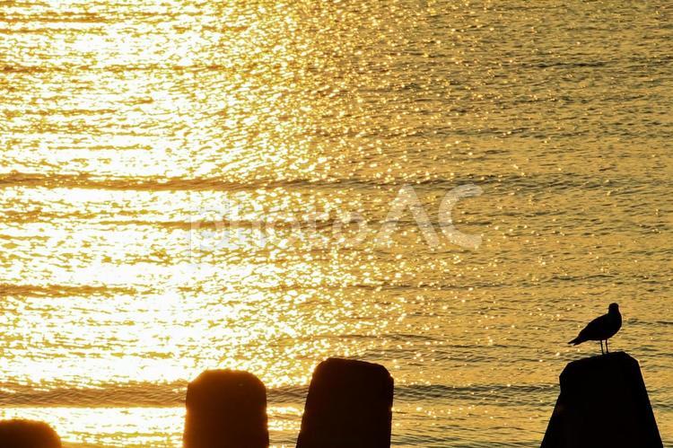 夕日とウミネコ‐北海道 夕日,日本海,ウミネコの写真素材