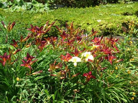 庭園に咲く赤いヘメロカリスの花 庭園に咲く赤いヘメロカリスの花 ヘメロカリス,花,植物の写真素材