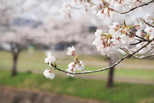 桜並木の桜の花 桜,花見,春の写真素材