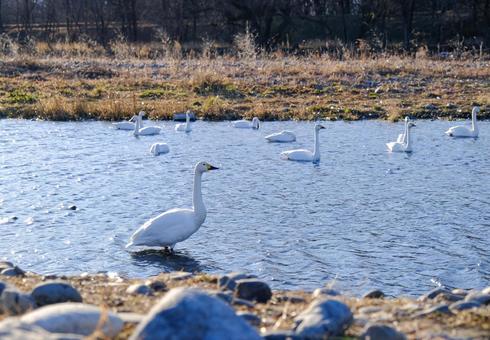 Swans of the Sai River, JPG Swans of the Sai River, JPG