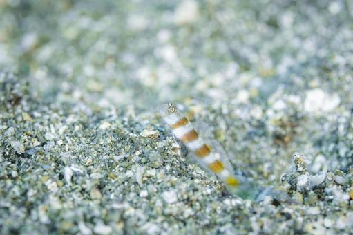 共同生活 砂地で見張るハゼ ハゼ,幼魚,稚魚の写真素材
