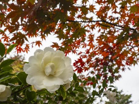 白椿と紅葉が彩る秋の景色 白椿と紅葉が彩る秋の景色 白椿,花,紅葉の写真素材
