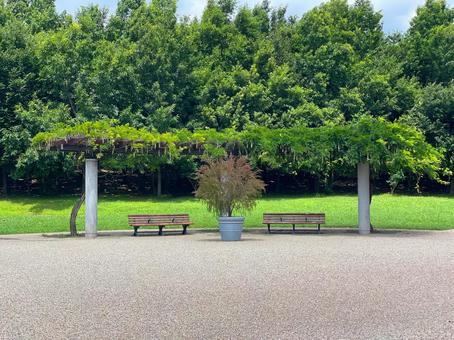 公園のベンチ 公園のベンチ 公園,ベンチ,木の写真素材