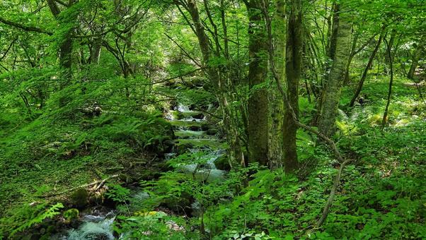 美ヶ原高原の登山道 美ヶ原高原の登山道の写真
