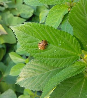 カメムシ ヨツモンカメコノハムシ,カメムシ,害虫の写真素材
