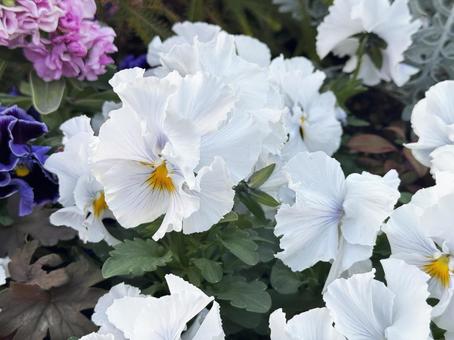 Photo, spring flower bed, flower bed, spring, 
