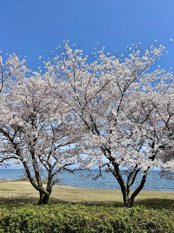琵琶湖と満開の桜 滋賀県,琵琶湖,桜の写真素材