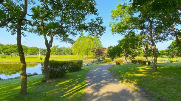 朝の北部公園(金沢市):16 朝の北部公園(金沢市):16 公園,春,夏の写真素材