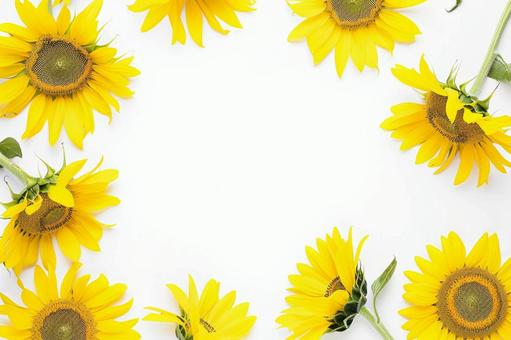 白背景に円形に並べられたひまわりの構図 白背景に円形に並べられたひまわりの構図の写真