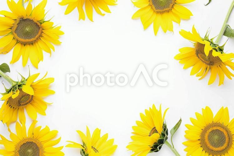 白背景に円形に並べられたひまわりの構図 ひまわり,夏,花の写真素材