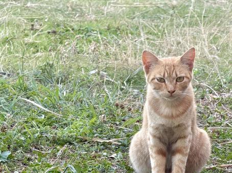 茶トラ地域猫(子猫)右寄り② 茶トラ地域猫(子猫)右寄り② コピースペース,ネコ,地域猫の写真素材