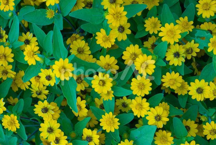 壁紙に綺麗な花模様 はな,ガーデン,花模様の写真素材