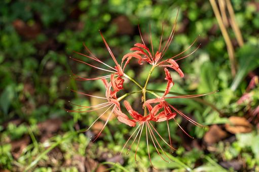 9月の花見 9月の花見の写真
