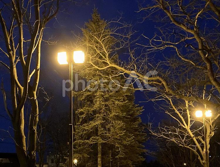 夜の公園、街灯に浮かぶ木々 夜,公園,街灯の写真素材
