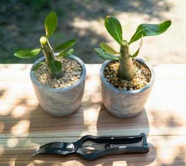 Two pots of succulents after pruning, JPG Two pots of succulents after pruning, JPG
