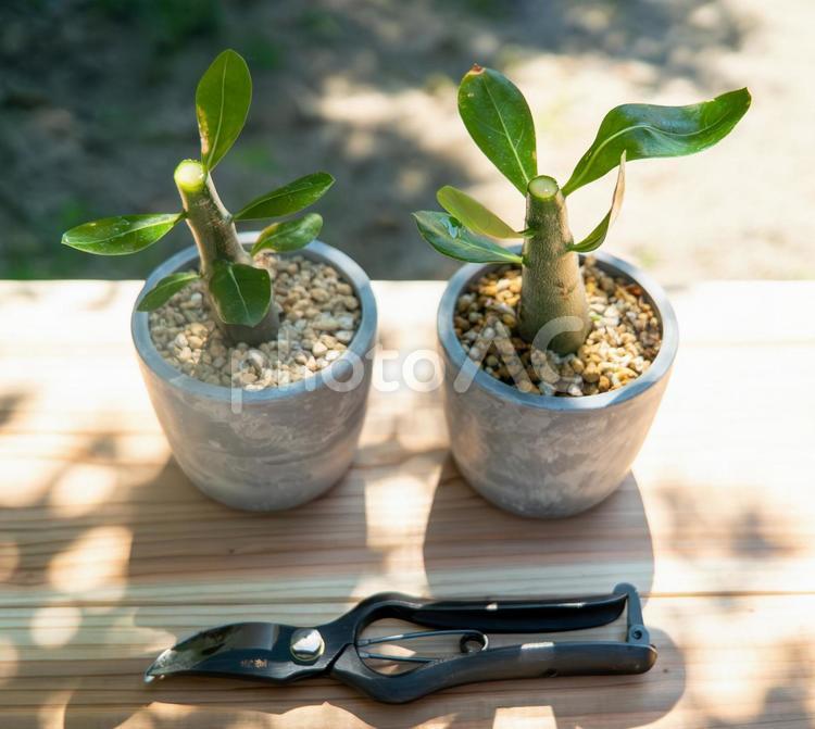 剪定後の多肉植物二鉢 多肉植物,植物,剪定の写真素材