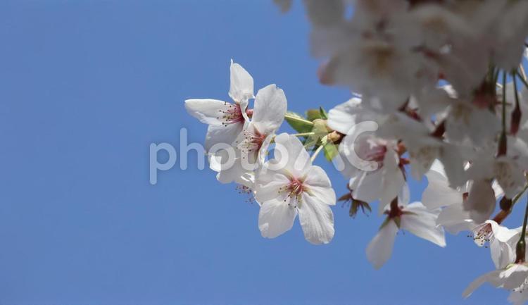 青空と桜 桜,春,青空の写真素材