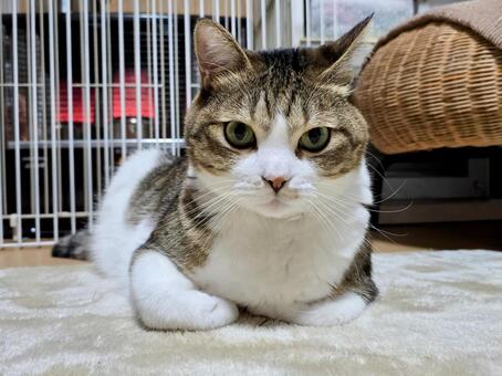 ストーブの前の猫 猫,ネコ,冬の写真素材