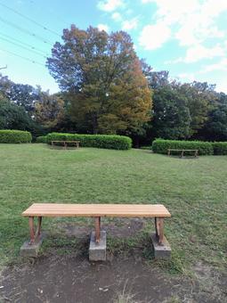 公園 自然,雑草,木の写真素材