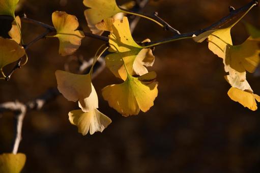 イチョウの紅葉した黄色い葉っぱ イチョウの紅葉した黄色い葉っぱの写真
