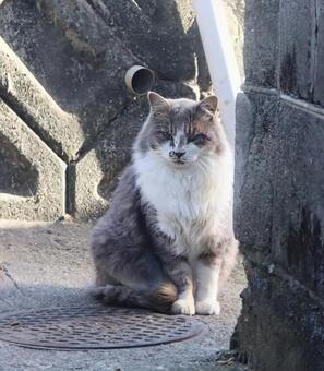 お澄まししながら 猫,動物,catの写真素材