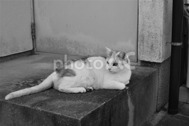 いい季節と思っている町猫さん 猫,ねこ,動物の写真素材